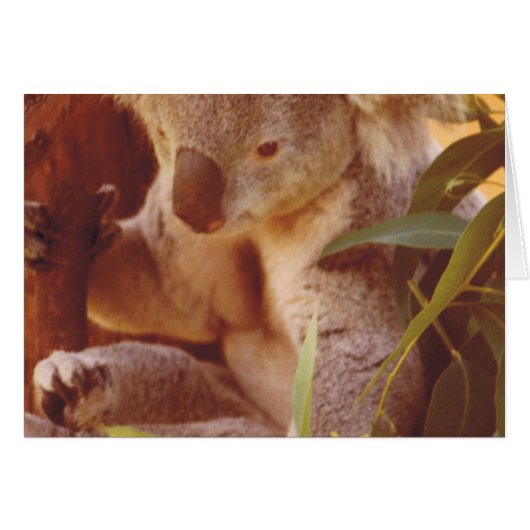 Koala Bear Love (Front Horizontal)