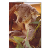 Koala Bear Love (Front)
