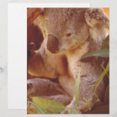 Koala Bear Love (Front/Back)