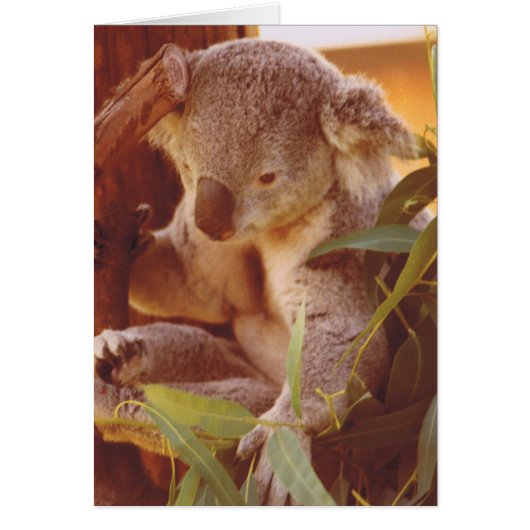 Koala Bear Love Cards (Front)