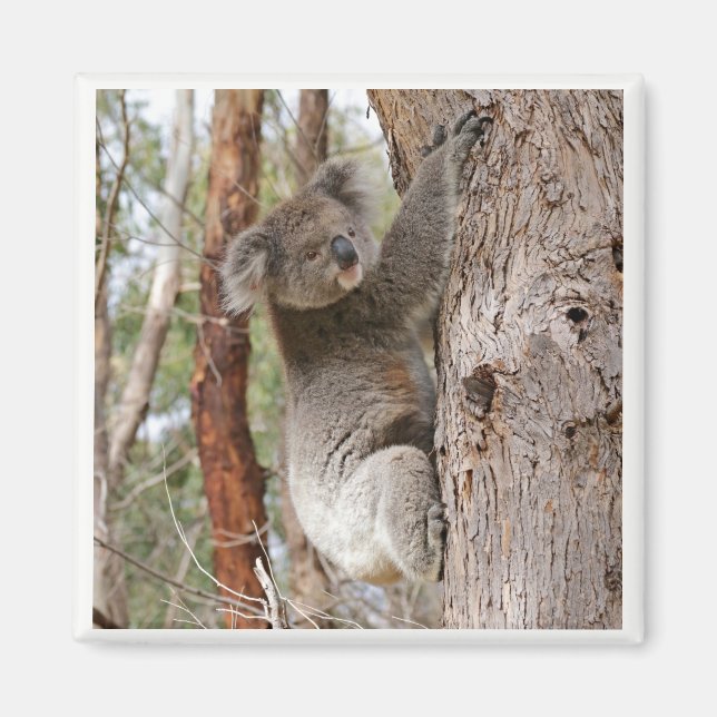 Koala Bear Magnet (Front)
