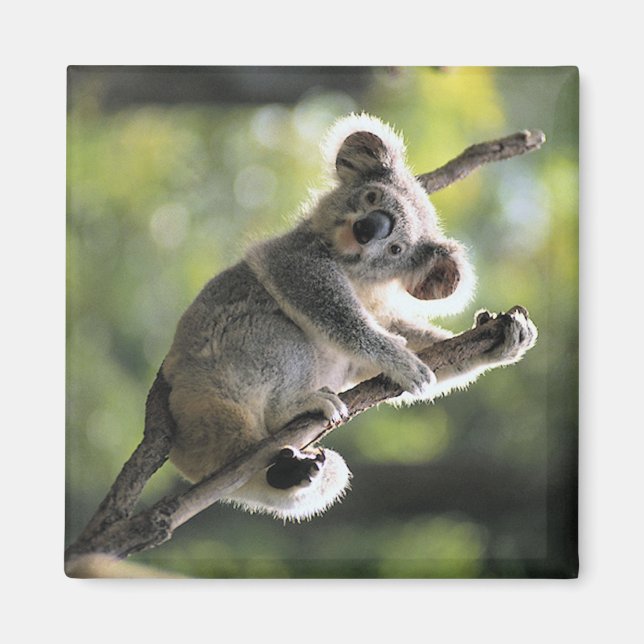 Koala Bear Magnet (Front)