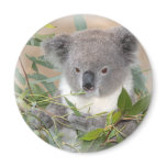 Koala Bear Magnet