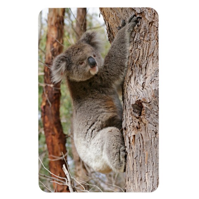 Koala Bear Magnet (Vertical)