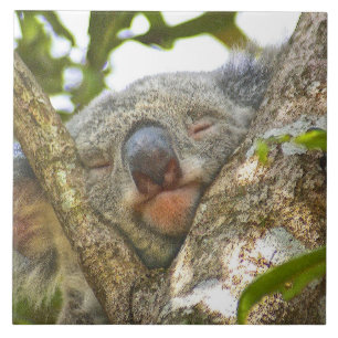 Koala Bear Napping Tile