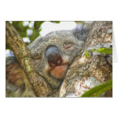 Koala Bear Notecard (Front Horizontal)