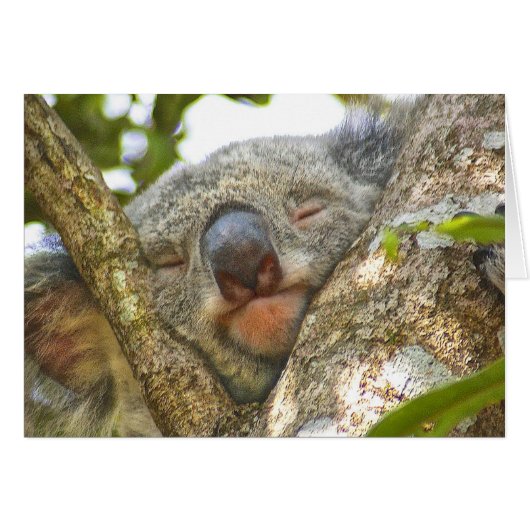 Koala Bear Notecard (Front Horizontal)