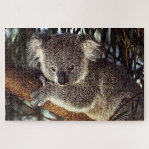 Koala Bear on a tree branch he is cute Jigsaw Puzzle