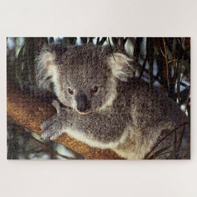 Koala Bear on a tree branch he is cute. Jigsaw Puzzle (Horizontal)