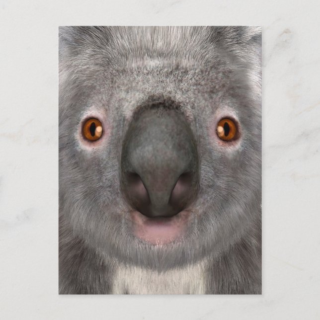 Koala Bear Postcard (Front)
