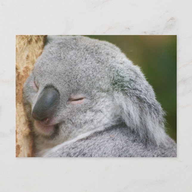 Koala Bear Postcard (Front)
