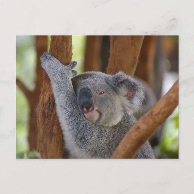 Koala Bear Postcard (Front)