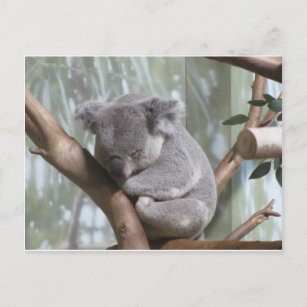 Zoo  Wildlife KOALA   BÄR    Postkarte  Koala  Bear    Postcard   # 3 