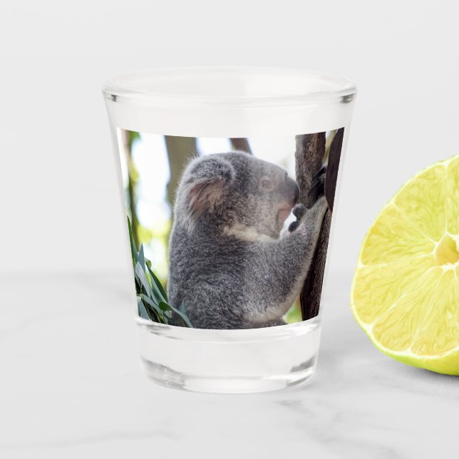 Koala Bear Shot Glass (Front)