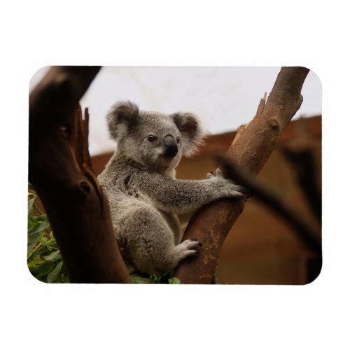 Koala Bear Sitting in Tree Australia Magnet