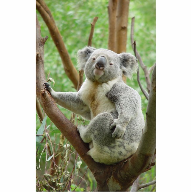 Koala Bear Sitting On The Tree At Perth Zoo Cutout (Front)