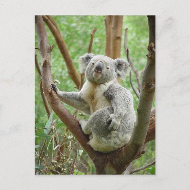 Koala Bear Sitting On The Tree At Perth Zoo Postcard (Front)