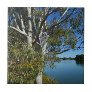 Koala Bear Sleeping In Gum Tree, Ceramic Tile