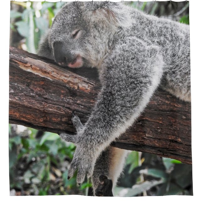 KOALA BEAR SLEEPING ON TREE SHOWER CURTAIN (Front)