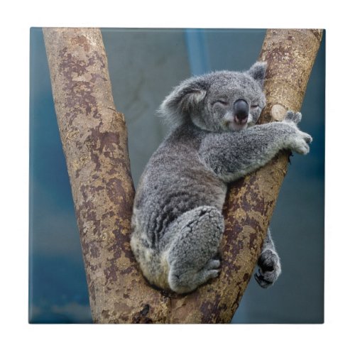 Koala Bear Sleeps Hugging A Tree Ceramic Tile