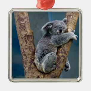 Koala Bear Sleeps Hugging A Tree Metal Ornament