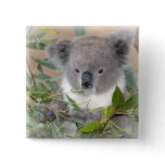 Koala Bear Square Pin