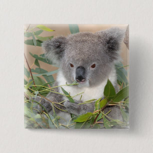 Koala Bear Square Pin