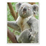 Koala Bear Temporary Tattoos