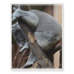 Koala Bear Temporary Tattoos