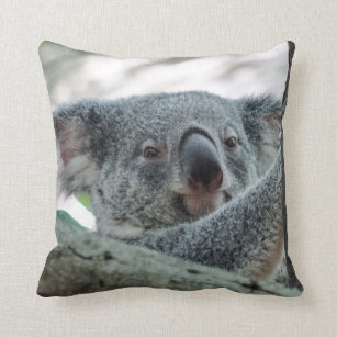 koala bear pillow