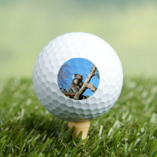 Koala Bear Time To Reflect On Life,  Golf Balls