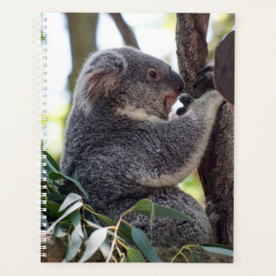 Koala Bear Weekly/Monthly Planner