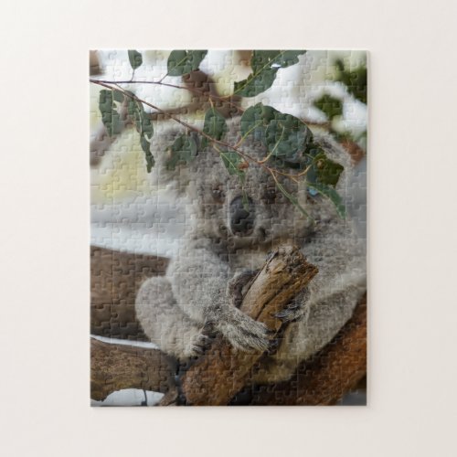 Koala Bear Wild Animal Hanging On A Bamboo Tree Jigsaw Puzzle