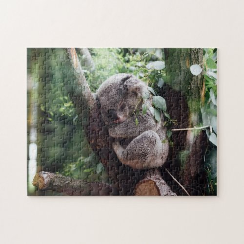 Koala Bear Wild Animal Sleeping On A Bamboo Tree Jigsaw Puzzle