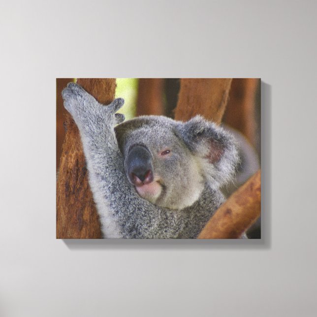 Koala Bear Wrapped Canvas Print (Front)