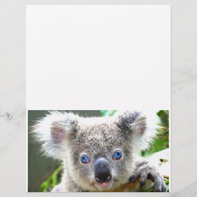 Koala Bears (Front)