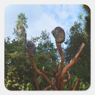 Koala Bears Asleep In Trees, Square Sticker