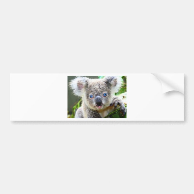 Koala Bears Bumper Sticker (Front)
