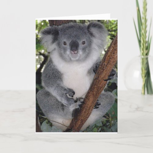 Koala Bears Card