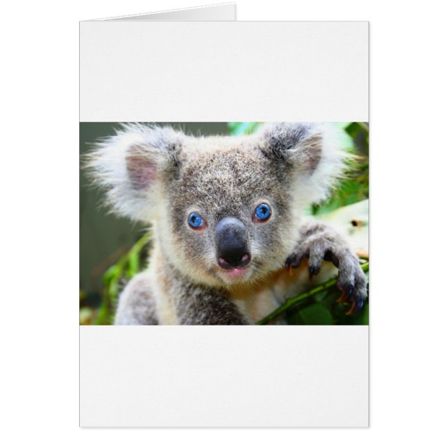 Koala Bears Cards (Front)