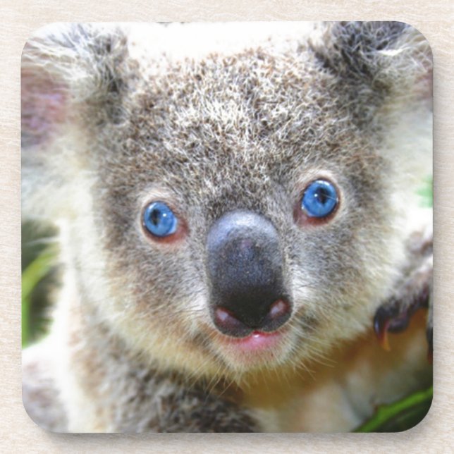 Koala Bears Drink Coaster (Front)