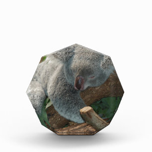 Koala Bears Love Animals Destiny Gifts