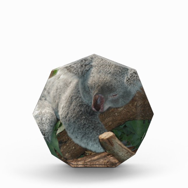 Koala Bears Love Animals Destiny Gifts (Front)