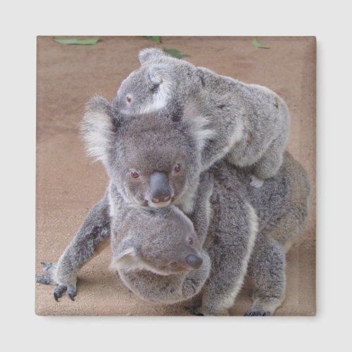 Koala Bears Magnet