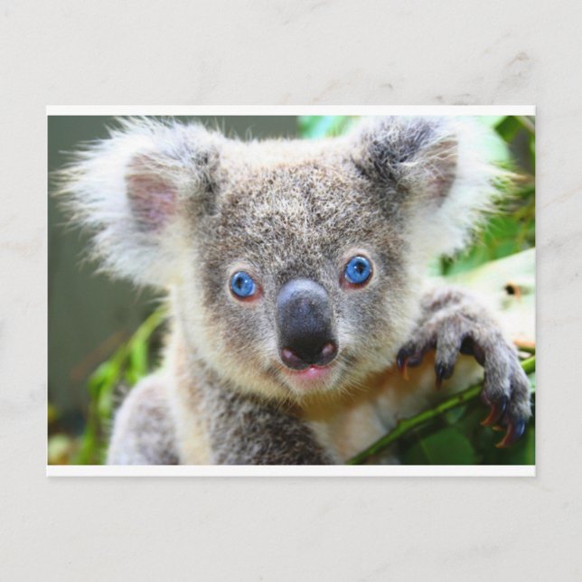 Koala Bears Postcard (Front)