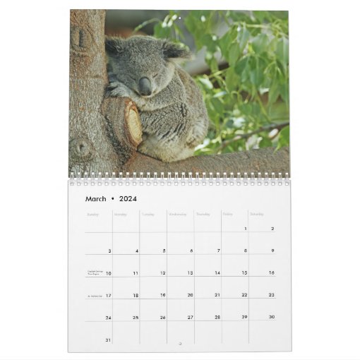 Koala Calendar Zazzle