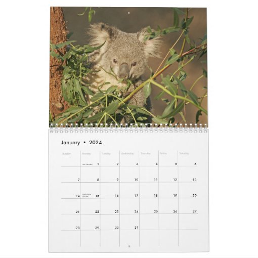 Koala Calendar Zazzle