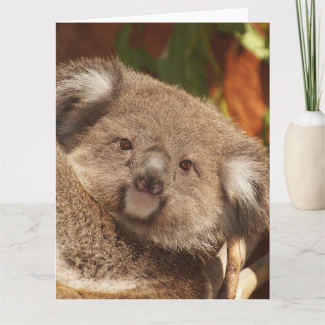 Koala Card (Front)