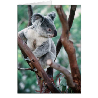 KOALA CARDS