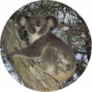 Koala Christmas Ornament